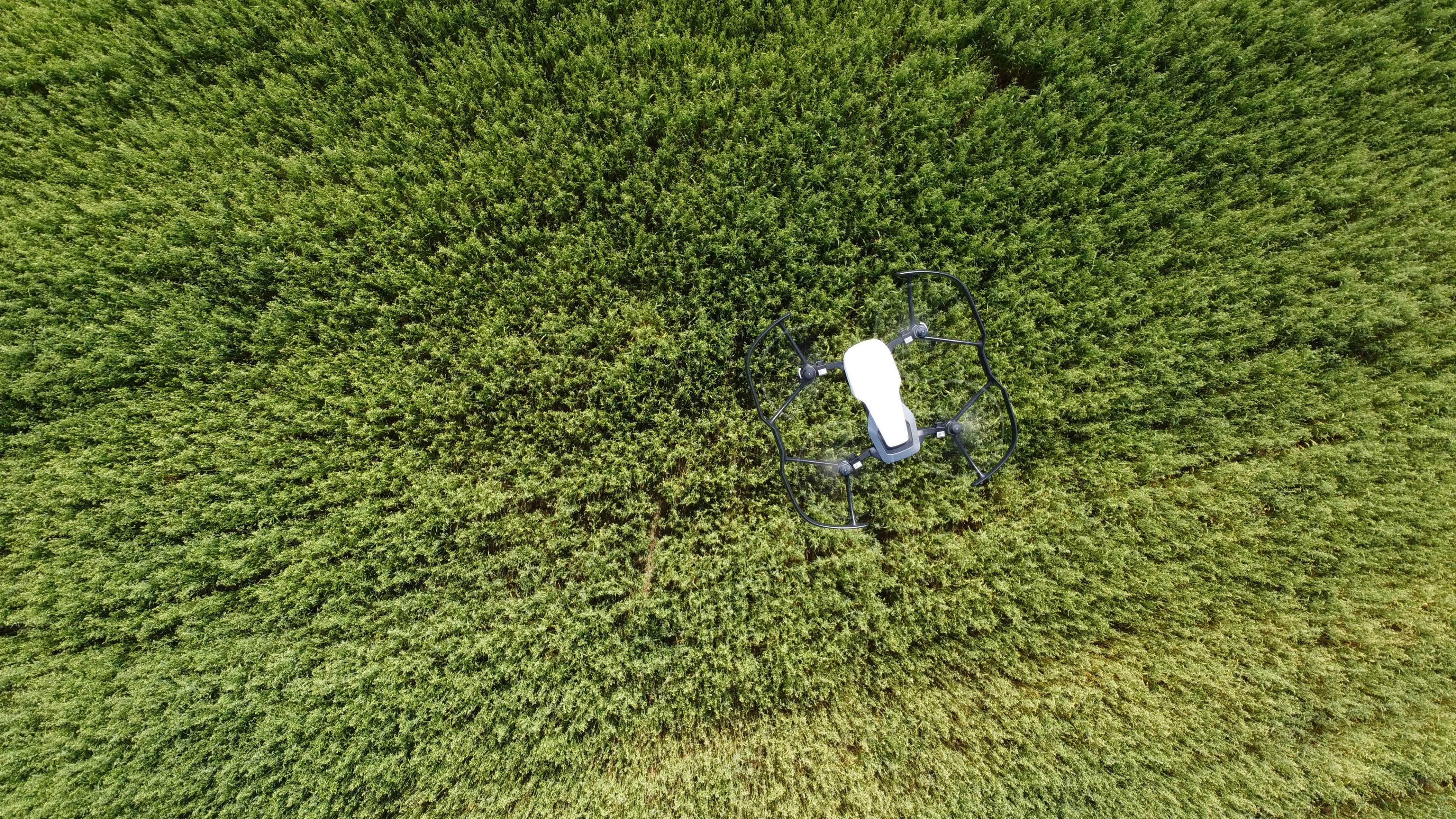 Top-down drone view over green crop canopy